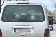 A szállítás mestere: ló a városi mini csomagtartójában 2