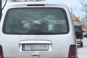 Elképesztő videó Szegedről, ilyen utasokkal ritkán találkozni