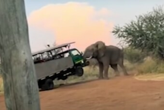Halálközeli élmény: elefánt esett neki a turisták autójának