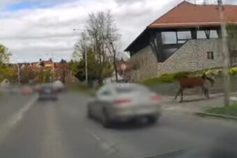 Szökött ló sokkolta az autósokat Szentendrén