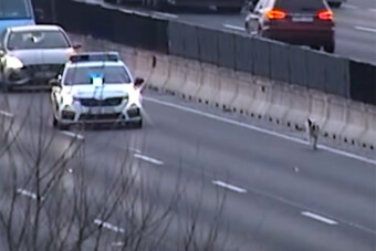 Úton rohangáló kutyák bénították meg az M0-st