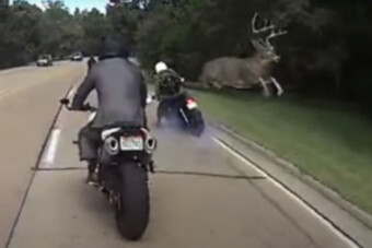 Menet közben ugrotta át a motorost egy szarvas