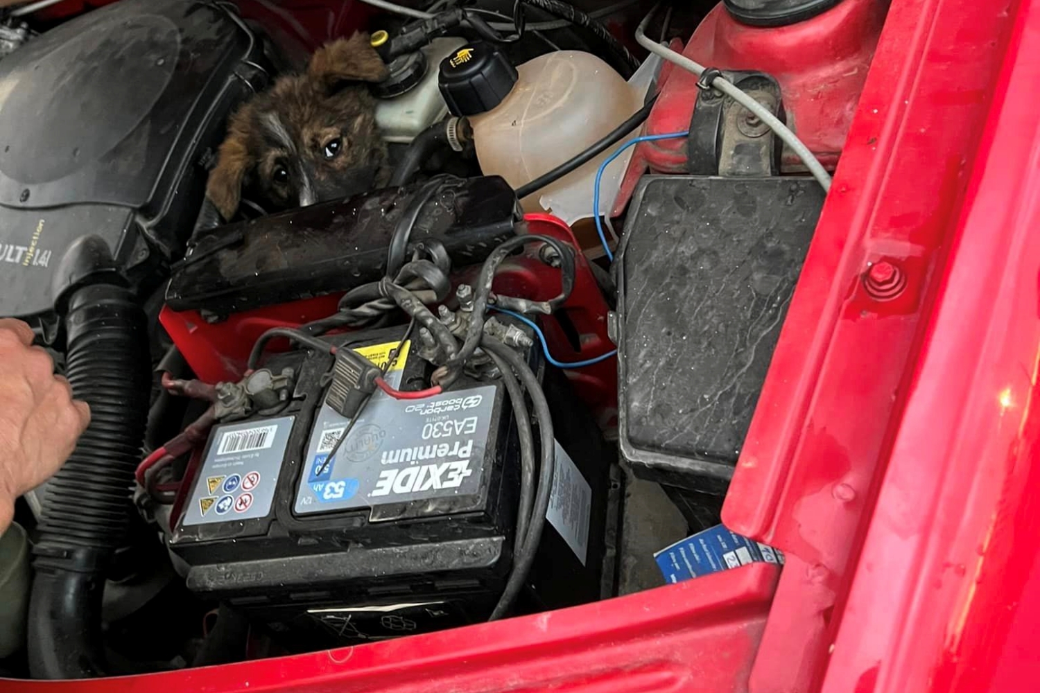 Motortérbe bújva utazott 100 kilométert egy kutya