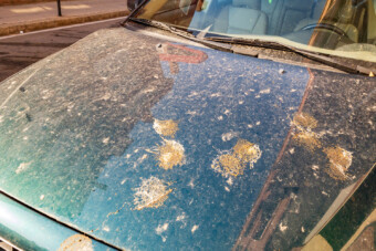 Megvan a szín, amit sokkal szívesebben kakálnak le a madarak