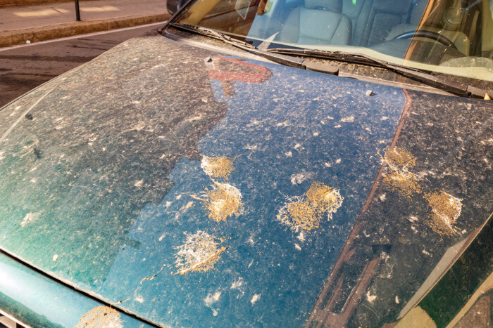 Megvan a szín, amit sokkal szívesebben kakálnak le a madarak