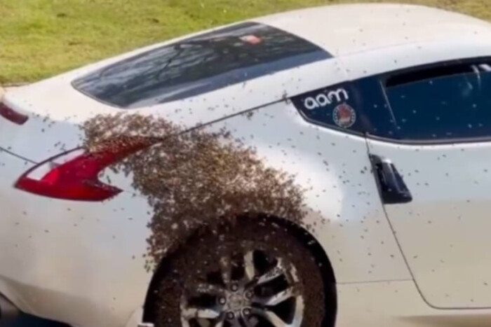 Pár perc alatt elözönlötték a méhek az autót