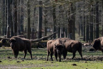 Oltári dolog derült ki a romániai bölényekről