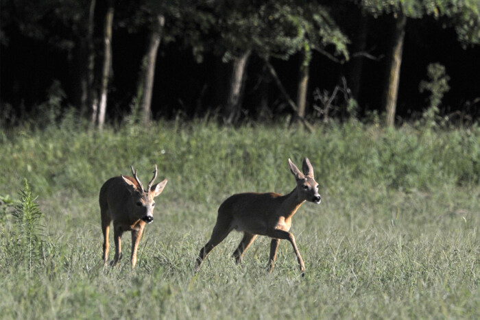 Üzekedő őzek űznek veszélyes játékot itthon