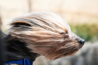 Erre figyelj, ha a kutyát is viszed nyaralni