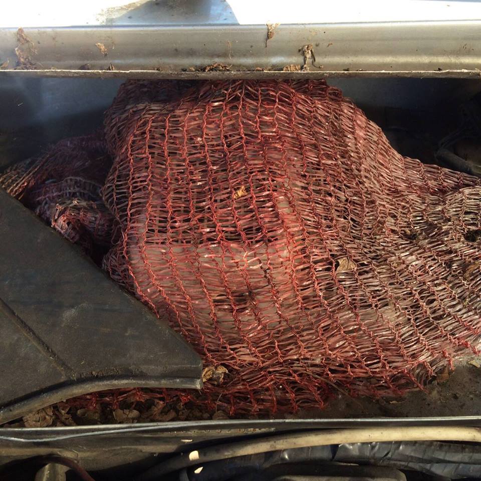 Csak pislogott a magyar szerelő, mikor felpattintotta az Audi motorháztetejét 1