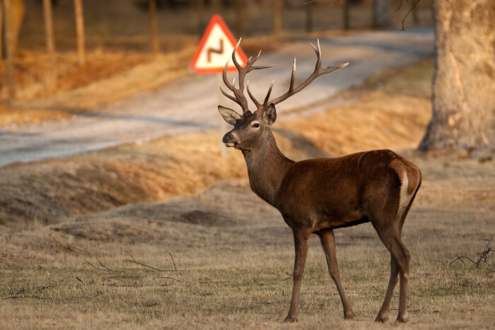 A szerelem okoz most veszélyt a magyar utakon