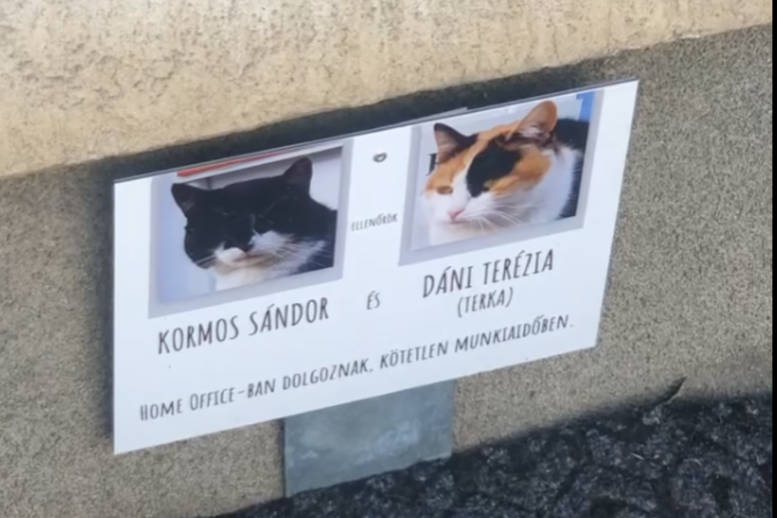 Facebook sztár lett két hazai macskából