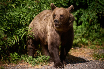 Medvével ütközött egy autó Szlovákiában