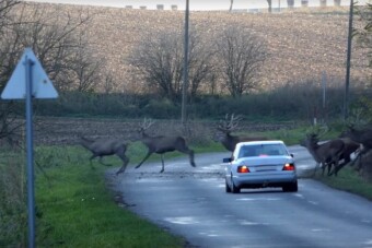 Kiderítettük, ki fizet, ha elütsz egy vadat