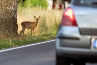 Vadgázolás után rejtélyes betegség fertőzte meg a sofőrt 2 Vadgázolás után rejtélyes betegség fertőzte meg a sofőrt 2