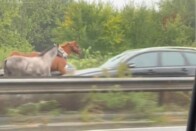 Azt hitték, pónikkal is felmehetnek a sztrádára 3