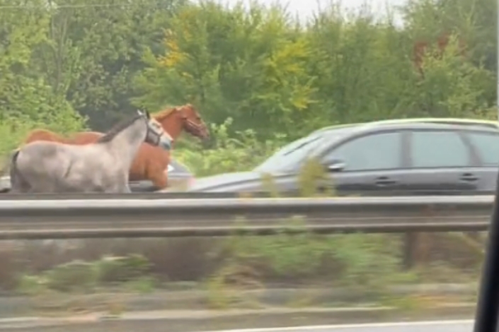 Lovak vágtáztak a forgalommal szemben az M5-ösön
