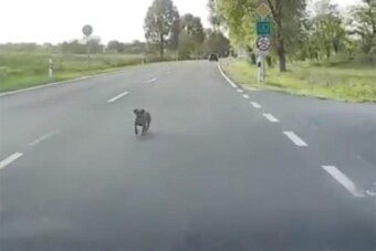 Kiskutya miatt ütközött két autó az 1-es úton