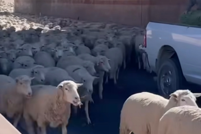 Birkanyájat tereltek az autópályán, és ez már nem is fura