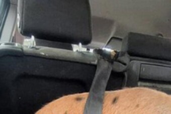 Nem akármilyen állatot találtak a magyar rendőrök egy autóban