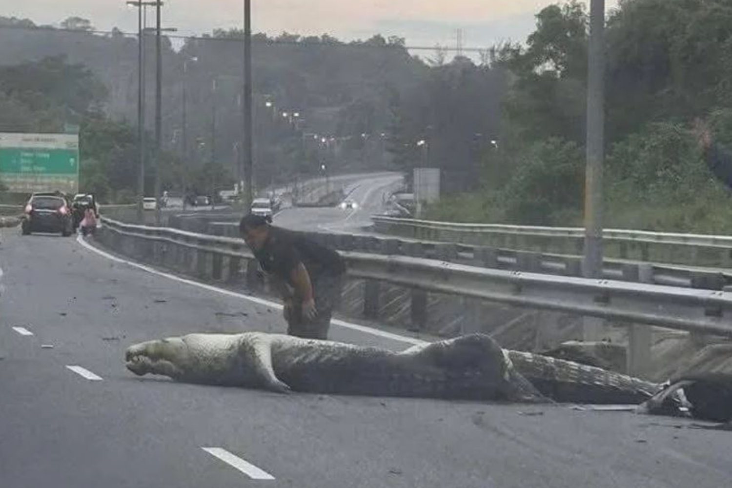Krokodillal ütköztek autópályán, az állat nem élte túl