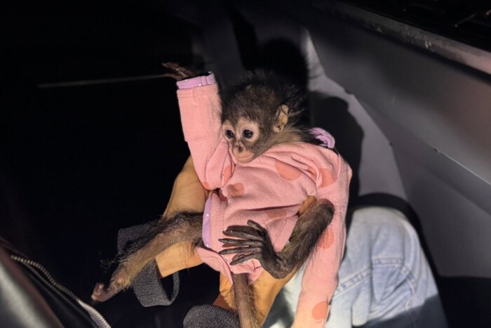 Majmot is találtak a gyorshajtó kocsijában 2