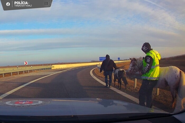 Azt hitték, pónikkal is felmehetnek a sztrádára 1