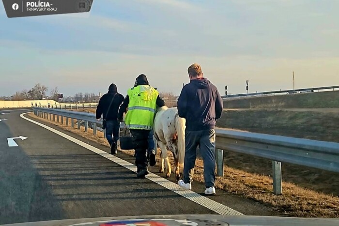 Azt hitték, pónikkal is felmehetnek a sztrádára 2