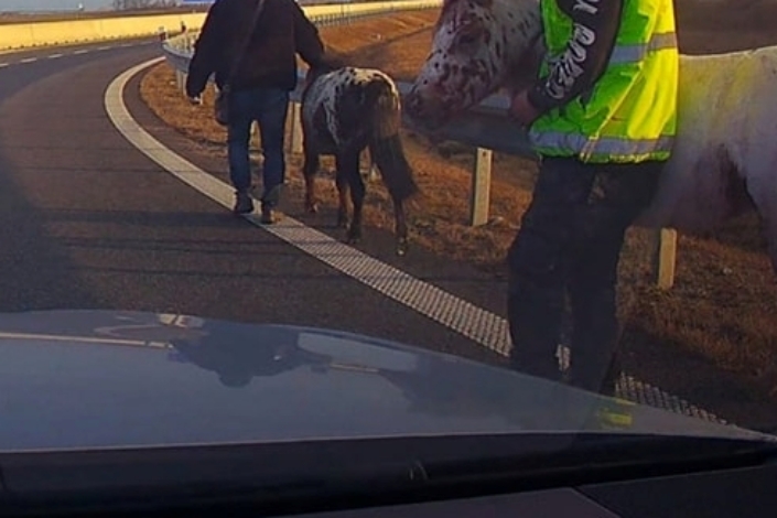 Azt hitték, pónikkal is felmehetnek a sztrádára