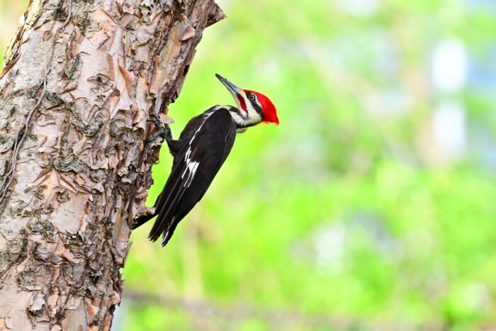 Meglepő tettes áll a sorozatos autórongálások mögött 1
