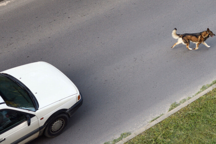 Így mentheted meg az autó alá került kutyát 8