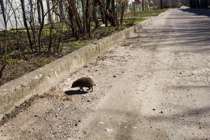 Így mentheted meg az autó alá került kutyát 9