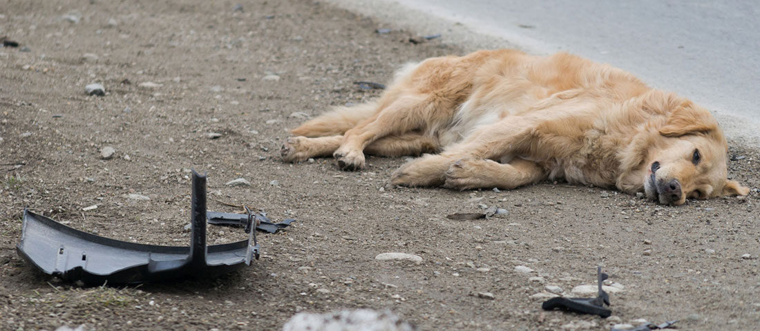 Így mentheted meg az autó alá került kutyát