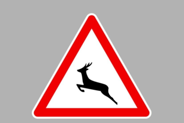 Így mentheted meg az autó alá került kutyát 6