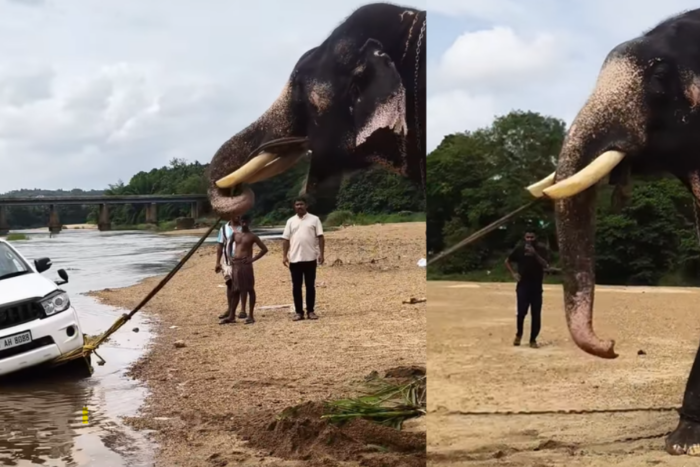 Mint játékot, húzta ki az elakadt autót az elefánt