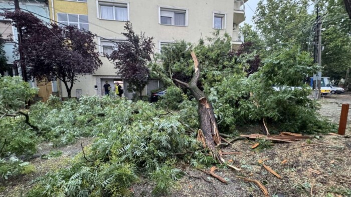 Rádőlt a fa az autómra. Ki fizeti a kárt? 3