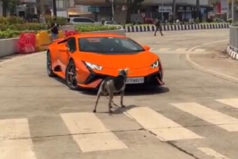 Kóbor kutya packázott a 600 lóerős Lamborghinivel