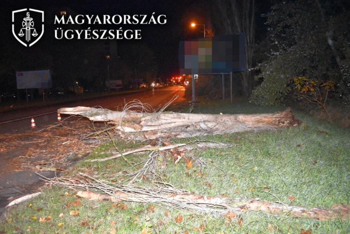 Autó elé dőlt egy fa, már rég ki kellett volna vágni 2