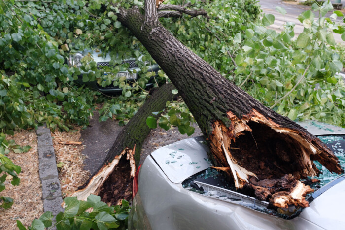 Kidőlt fák mindenfelé ‒ ilyen volt a hétfői vihar pusztítása