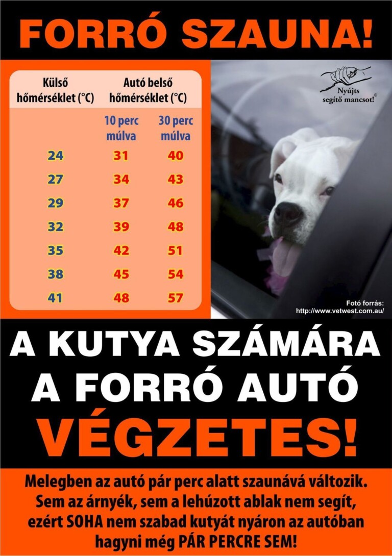 Hőségriadó: így éld túl a forróságot az autóban 1