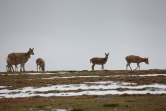 Közlekedési lámpát kapnak az állatok, hogy ne gázolják el őket