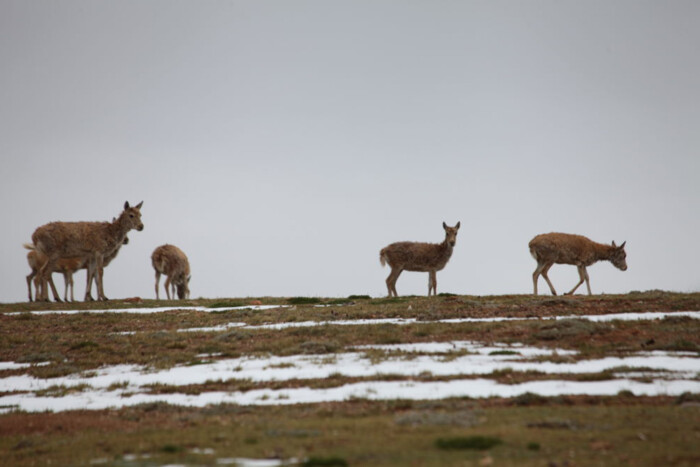 Közlekedési lámpát kapnak az állatok, hogy ne gázolják el őket