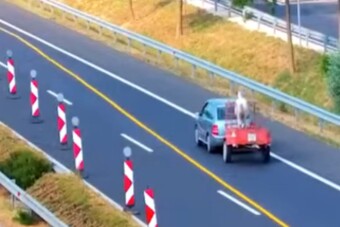 A legveszélyesebben szállítottak egy lovat az M7-esen