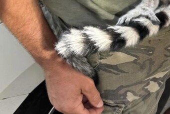 Őrület, mi került elő egy igazoltatásnál Budapesten