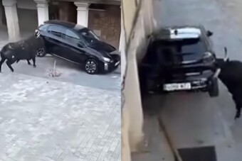 Parkoló autón mutatta meg a bika, hogy miért nem érdemes vele szórakozni