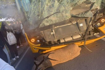 Volánbusz ütközött egy jókora szarvasbikával, fotókon a baleset