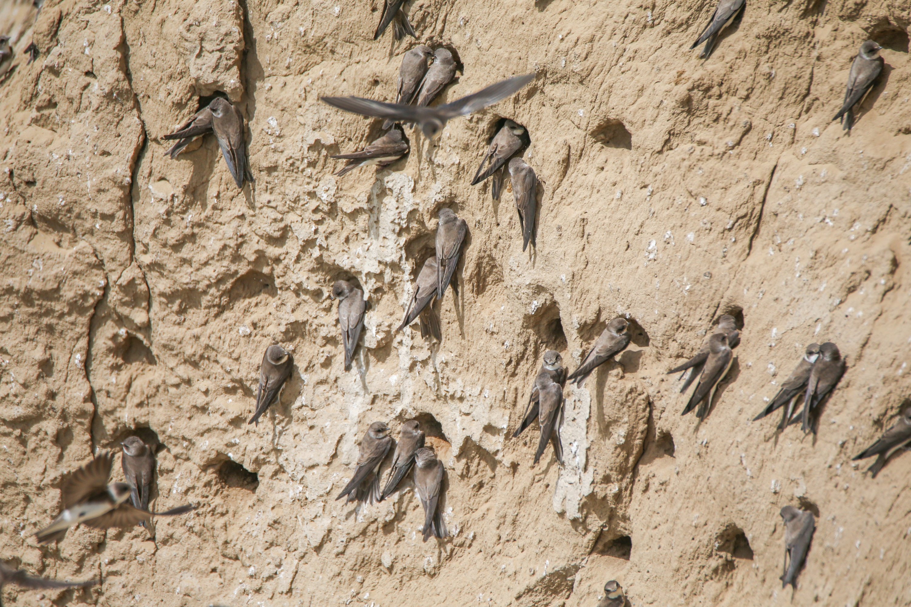 Van Lake basin hosts the migratory sand martins | Vezess | Vezess