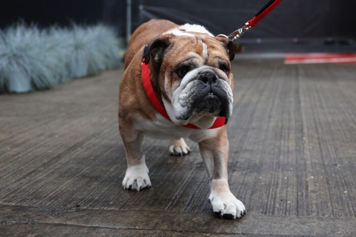 F1: Beteg Hamilton kutyája, lecserélte őt a Ferrari 1