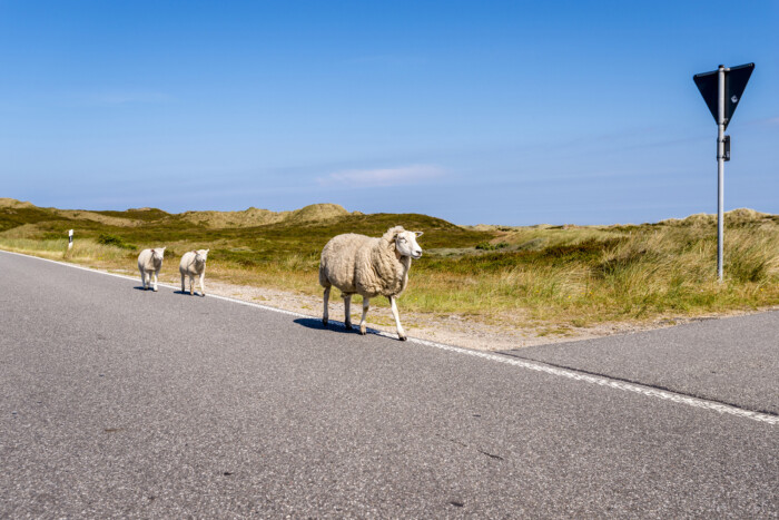 250 km/órával mérték be az autóst, mégis megússza 1