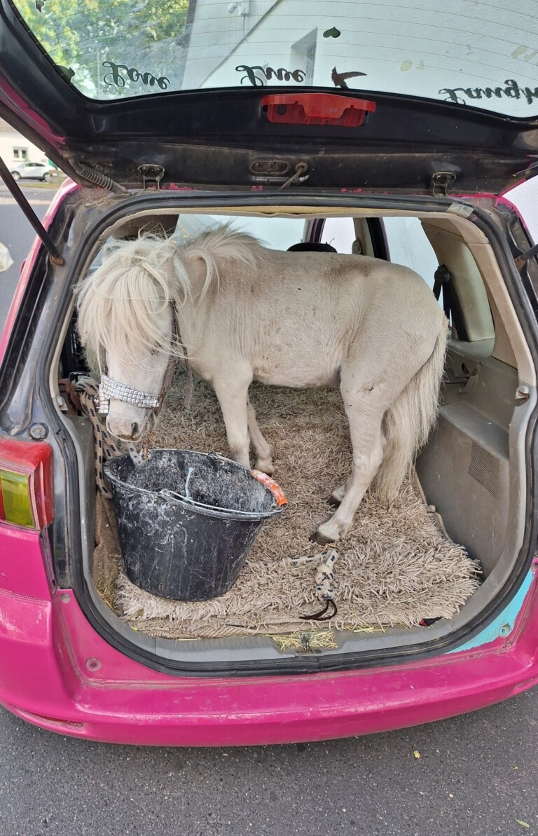 Istállót csinált a csomagtartójából, felháborodott a bírságon az autós 1